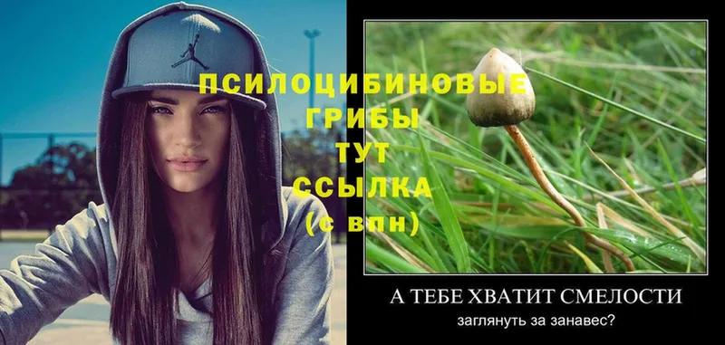 Псилоцибиновые грибы мицелий  Велиж 